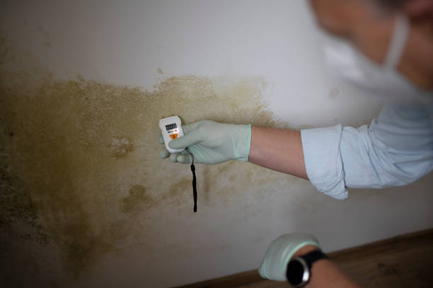 Best Basement Mold Removal  in Micco, FL